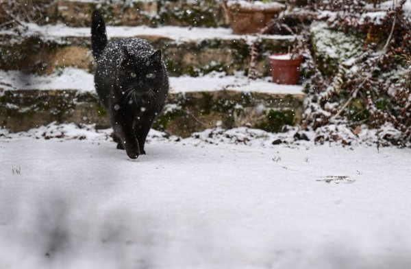 Freigänger-Katzen gehen auch im Winter nach draußen, um ihr Revier zu kontrollieren. Doch oft sind ihre Ausflüge kürzer und gezielter. - © Bernd Weißbrod/dpa/dpa-tmn