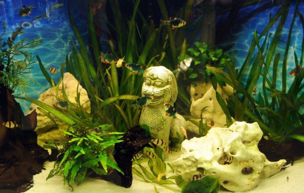Aquarium Reinigung - © Foto: Caroline Seidel