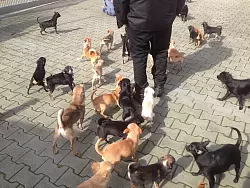 Die Tiere bev&ouml;lkerten den ganzen Hof des Tierschutzvereins. - &copy; @Tierschutzverein Gie&szlig;en und Umgebung e.V. auf Facebook