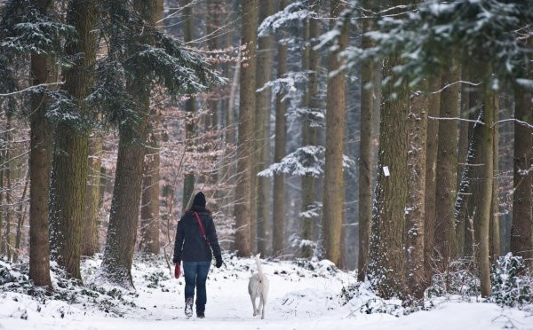 Waldspaziergang mit Hund - © Foto: Tobias Kleinschmidt/dpa