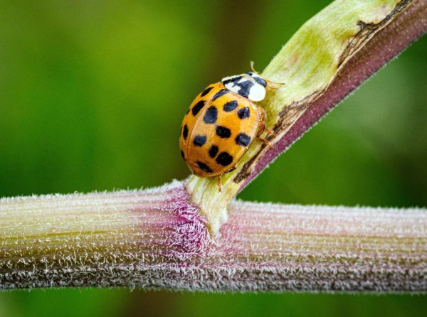 Ein Asiatischer Marienkäfer krabbelt im Naturschutzgebiet Ferbitzer Bruch - und vielleicht auch im heimischen Garten? - © Soeren Stache/dpa-Zentralvild/dpa