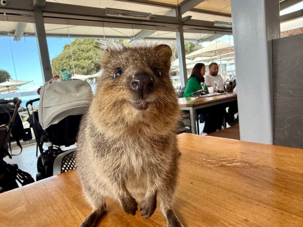 Quokkas gelten wegen ihres «Lächelns» als die glücklichsten Tiere der Welt. - © Carola Frentzen/dpa