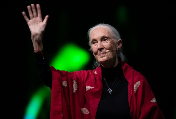 Der Tod der berühmten Schimpansenforscherin Jane Goodall hat weltweit Trauer ausgelöst. (Archivbild) - © Sven Hoppe/dpa