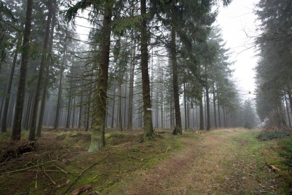 Die 80-Jährige wurde im Eggegebirge bei Willebadessen nach Tagen lebend gefunden. (Archivbild) - © picture alliance / Friso Gentsch/dpa