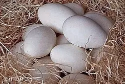 In diesem Nest liegen sogar zw&ouml;lf G&auml;nseeier. - &copy; FOTO: NW