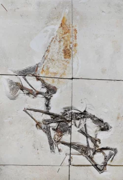 Saurier-&Uuml;berreste - &copy; Foto: Victor Beccari/-/dpa