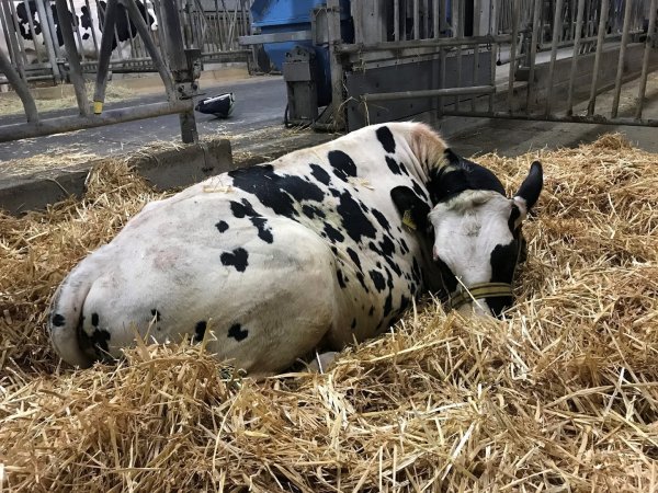 Kalb «Udo» - © Foto: -/Feuerwehr Braunschweig /dpa