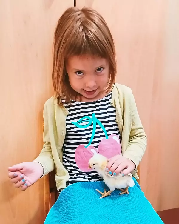 Ein neugieriges Kita-Kind nimmt vorsichtig ein Küken auf den Schoß. - © Stiftung Eben Ezer