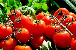 Reife Tomaten gibt es momentan auch aus Deutschland. - © Pixabay