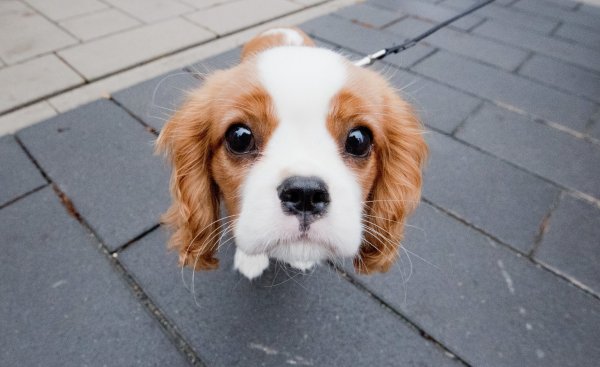 Hund der Rasse Cavalier King Charles Spaniel - © Foto: Julian Stratenschulte