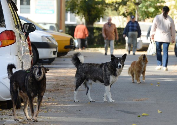 Streunende Hunde in Rumänien - © Foto: Jens Kalaene/dpa-Zentralbild/dpa-tmn