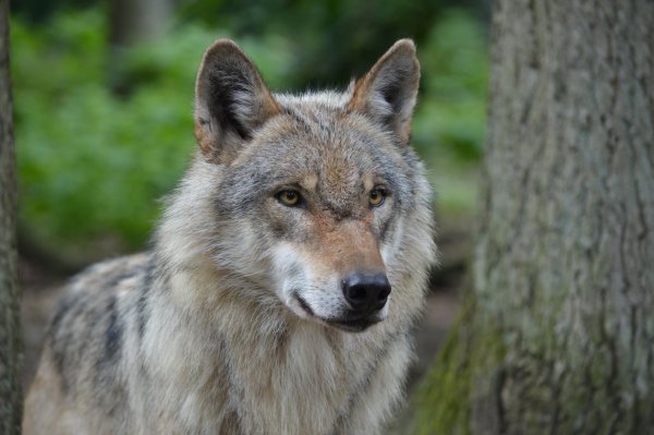 - © Jan Preller/Landesbetrieb Wald und Holz NRW