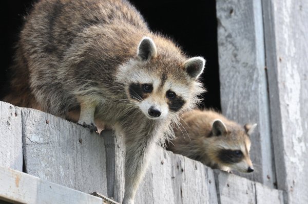 Wer sich eine private Waschbär-WG halten will, muss einige Auflagen erfüllen. - © Symbolbild: Pixabay