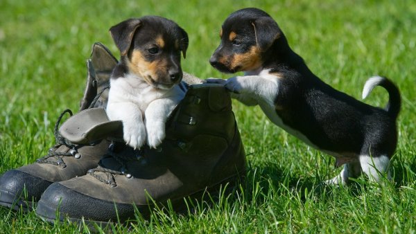 Hundewelpen - © Foto: Patrick Pleul