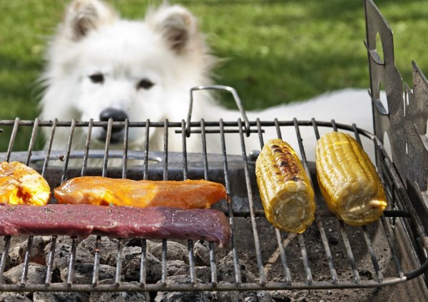 Hund am Grill - © Foto: Monique Wüstenhagen