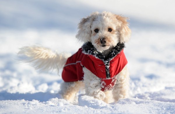 Hund mit Mantel im Schnee - © Foto: Tobias Hase/dpa-tmn