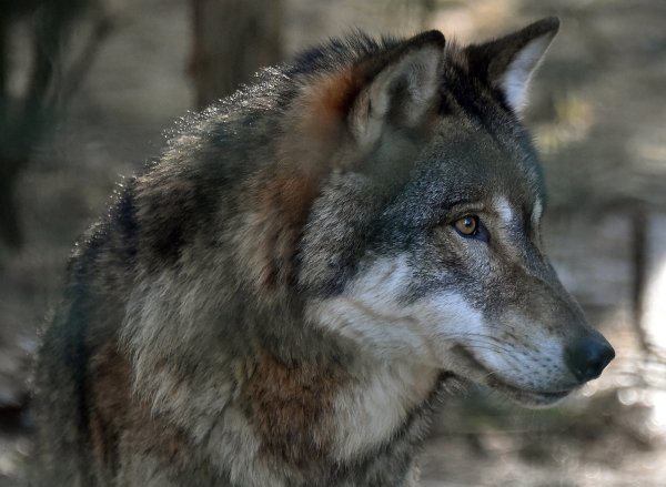 Ein Wolf wurde in Bad Salzuflen gesichtet. - © Symbolbild: Bernd Settnik/dpa