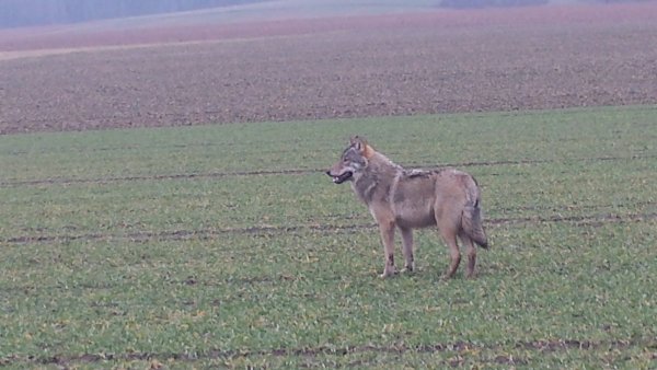 Eindeutig: Dieser Wolf wurde in in Bad Oeynhausen gesehen. Ein weiterer hat sich in Lemgo gezeigt. - © Archivfoto: Marco Brentführer