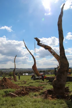 &bdquo;Eichenkeimlinge" haben es die K&uuml;nstler betitelt. Der Bagger richtet die St&auml;mme im Staff-Park auf. - &copy; Foto: Brand
