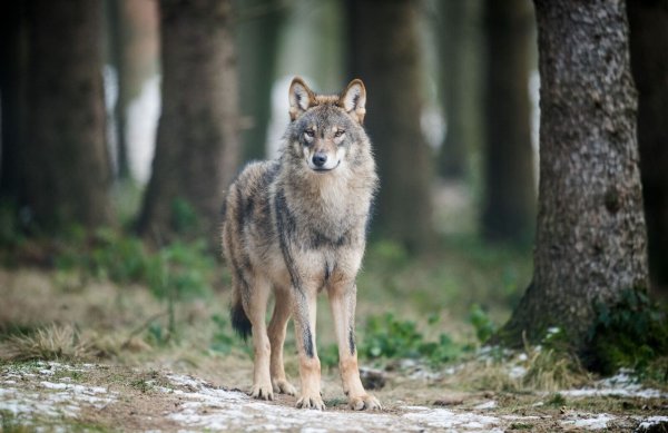 In NRW gibt es sechs Wolfsterritorien. (Archivbild) - © Bernd Thissen/dpa