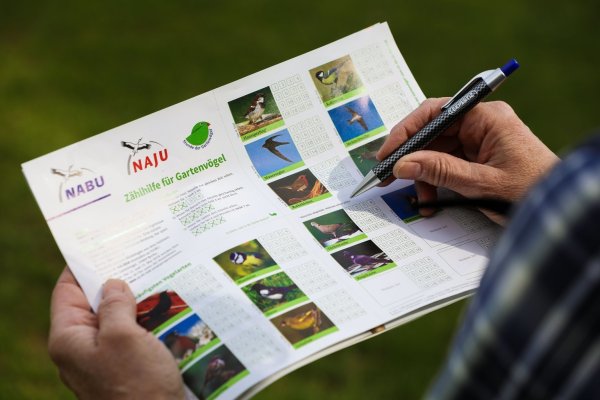 Vogelzähl-Aktion «Stunde der Gartenvögel» - © Foto: Mohssen Assanimoghaddam