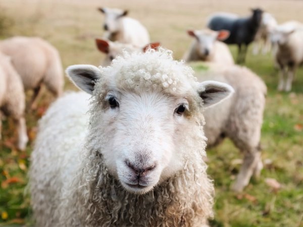 Der Hobby-Landwirt soll seine Tiere vernachlässigt haben, die dadurch zu Tode gekommen seien. - © Symbolfoto: Pixabay
