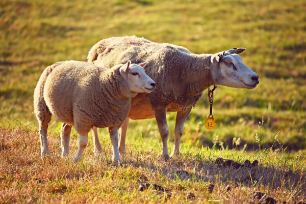 Symbolbild Schafe - © Pixabay