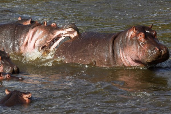 Normalerweise wirken Nilpferde wie diese in Kenia eher rundlich. (Archivbild) - © picture alliance / dpa