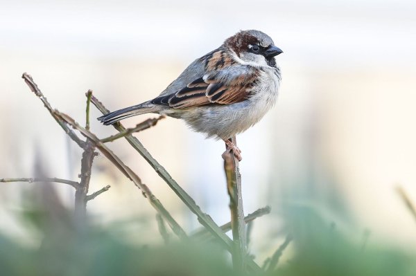 Der Naturschutzbund Nabu organisiert wieder eine Winterzählung der Vögel, die Mitmachaktion dauert vom 10. bis zum 12. Januar. - © Kira Hofmann/dpa-Zentralbild/dpa