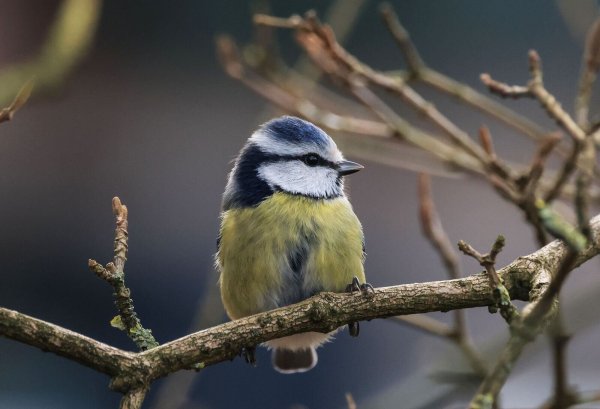 Die Aktion «Stunde der Wintervögel» ruft Interessierte auf, Vögel zu zählen - zum Beispiel Blaumeisen. (Archivbild) - © Oliver Berg/dpa