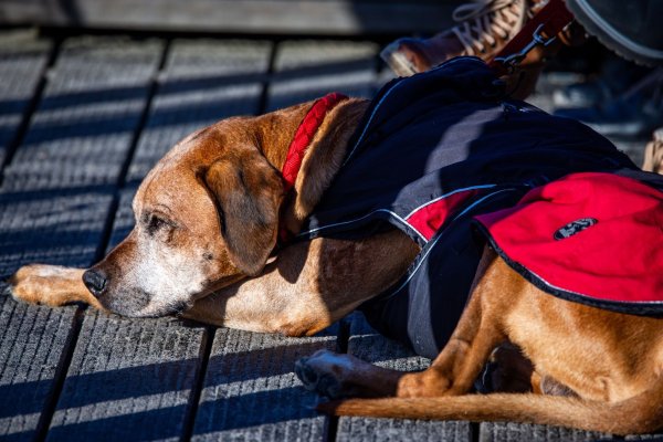 Lieber nur kurz verweilen: Hunde können im Winter schnell unterkühlen, besonders beim unbeweglichen Warten im Freien. - © Jens Büttner/dpa/dpa-tmn