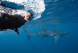 Schnorchler mit einem Walhai - Exmouth Dive and Whalesharks Ningaloo/dpa-tmn