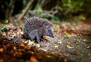 Ein Igel sitzt zwischen Laub auf einem Gehweg vor einem Gebüsch - Jonas Walzberg/dpa/dpa-tmn