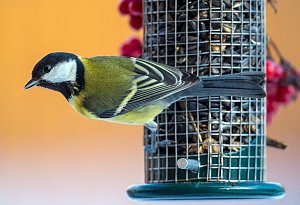 Kohlmeise sitzt an einer Futterstelle - Patrick Pleul/dpa/dpa-tmn