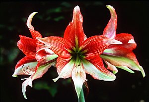 Amaryllis - Marion Nickig/dpa-tmn