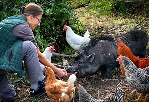 Minischwein Pamela im Kreis G&uuml;tersloh