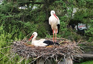 Die Storchenstation Elbrinxen bietet ein Naturschauspiel