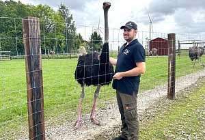 Straußen auf dem Möllerhof