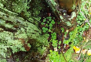 Leserfotos: Der Herbst in Lippe - Teil 2