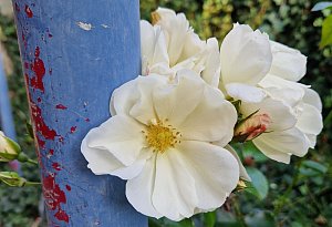 Leserfotos: Der Herbst in Lippe - Teil 1