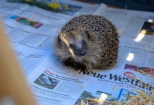 Igeldame erholt sich bei der Igelhilfe Herford