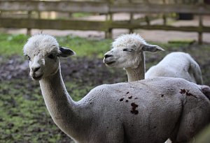 Diese Tiere leben im Tierpark Herford