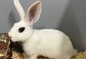 Kaninchen in Lage-Heiden ausgesetzt