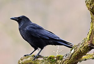 Top 12 zur "Stunde der Winterv&ouml;gel"