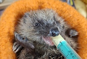 Salzuflerin hilft Igeln durch den Winter