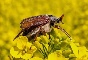 So sch&ouml;n ist der Fr&uuml;hling in Lippe