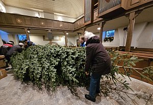 Ein Monsterbaum für die Kirche Stapelage