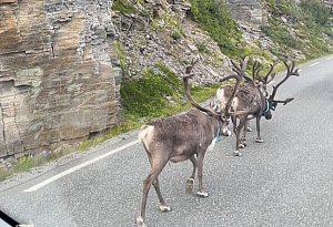 Celine Hinz aus Bünde auf Tour mit Wohnmobil "Henry"