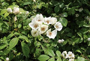 Naturschutzfl&auml;chen von Eike Stock in Westorf