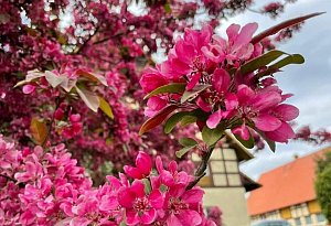 Die schönsten Frühlingsfotos der LZ-Leser